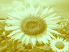 Vitamin D: A lifesaver for pre-surgery patients
