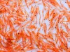 Krill has a limit