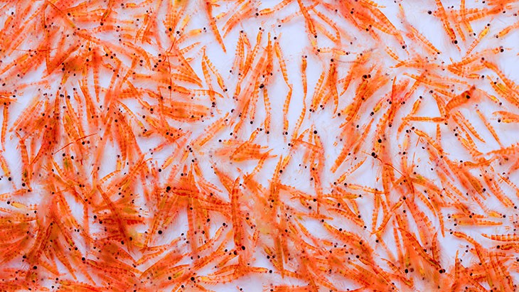 krill