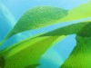 Farming more seaweed for food, feed and fuel