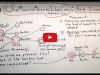 One Minute Medical School: Herd Immunity