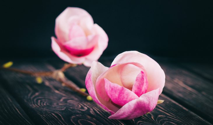 The Hippocratic Post - compassion