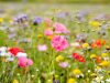 A healing garden