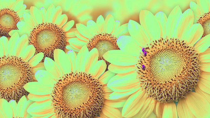 sunflower peptide
