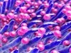 Why more women die of bacteraemia