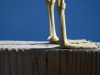 Glucosamine for sore knees