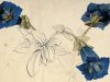 Flora: An Artistic Voyage through the World of Plants
