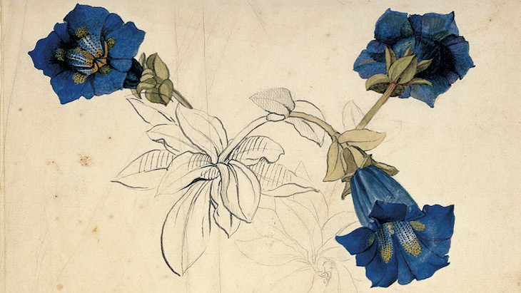 flora