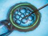 Tools to predict IVF success