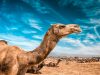 Camels and codeine – wilderness medicine