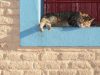 The ‘Cat with Nine Lives’ syndrome