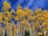 Indian summer flu