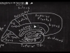 Cerebral anatomy in 90 seconds