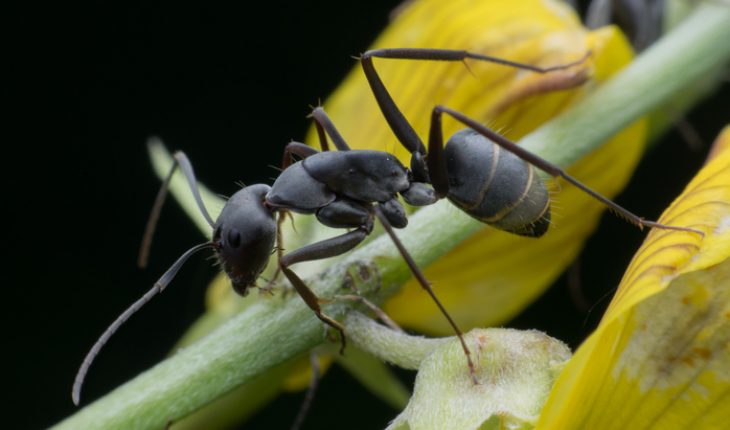 The Hippocratic Post - ants