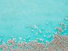 Barnacles and sharks