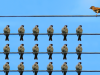Sing for pulmonary rehabilitation