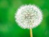Allergies that start in adulthood