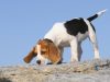 Bio-detection dogs