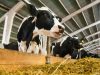 EU plan to tackle antimicrobial resistance