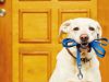 Dog walking to ward off decline