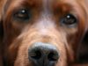 Amazing dogs can help detect disease