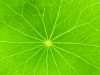 A conventional and complementary practice