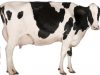 Teenage girls ditching dairy
