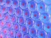 Age of stem cell donor influences survival