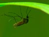 Malaria and climate change