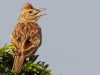 Up with the larks for a longer life