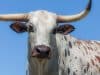 Fighting against Rift Valley fever