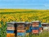 Allergy antibody may protect skin against cancer