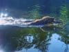 Blue-green algae can be fatal to your dog