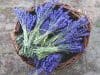 Aromatherapy to aid mood disorders