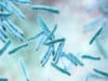 New blood tests to accurately diagnose TB