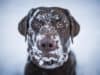 Hypothermia in dogs – everything you need to know