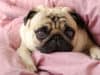 5 signs of strokes in dogs