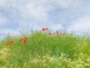 Call for Green Burial Corridors Alongside Roads, Railways and Country Footpaths