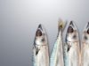 The Common Points between Carnivorous Inuit & Indian Vegetarians