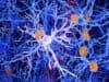 Alzheimer’s Disease Risk Gene Impairs Function of Brain Immune Cells