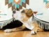 Keeping your pets stress free around fireworks