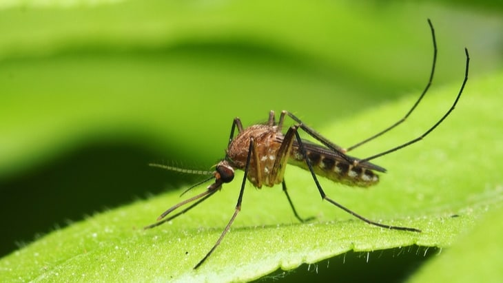 mosquito
