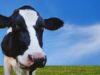 Milk allergy guidelines may cause overdiagnosis in babies and children