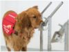 Covid-19 detection dogs
