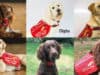 Covid-19 canine detectives