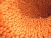 New intestinal cancer treatment approach
