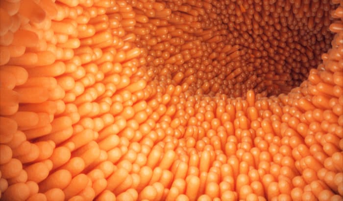 intestine