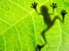 New smartphone game lets you solve real-world ecological puzzles