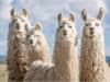 Engineered antibodies from llamas neutralise COVID-19 virus