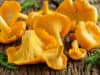 Chanterelle mushrooms
